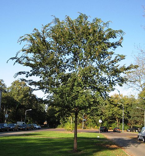 Ulmus parvifolia